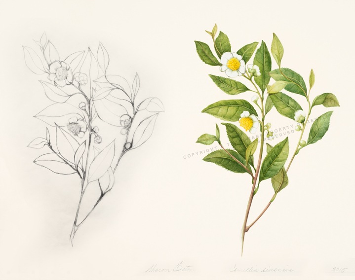Camellia Custom Botanical Illustration by Sharon Eaton