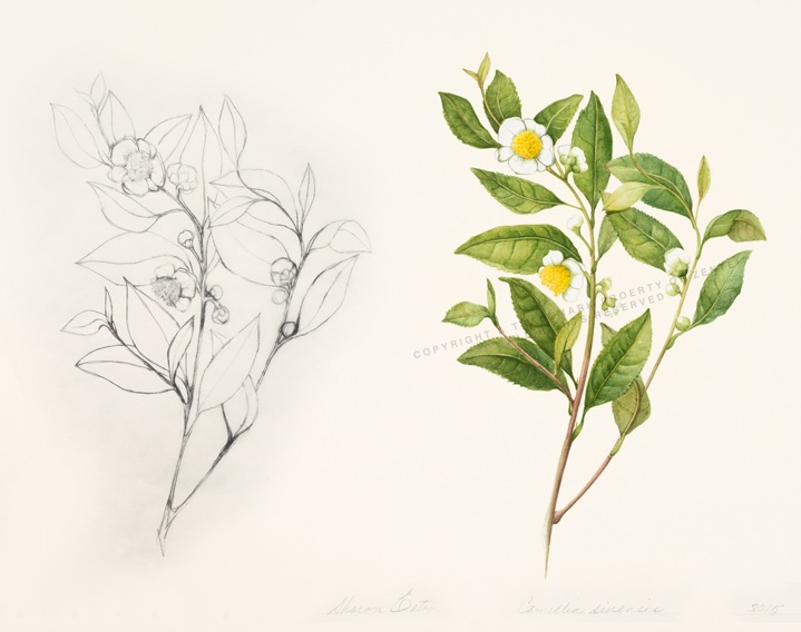 camellia illustration